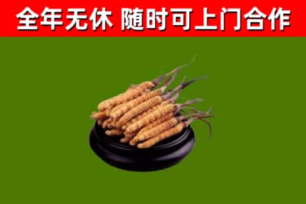 石阡县回收冬虫夏草